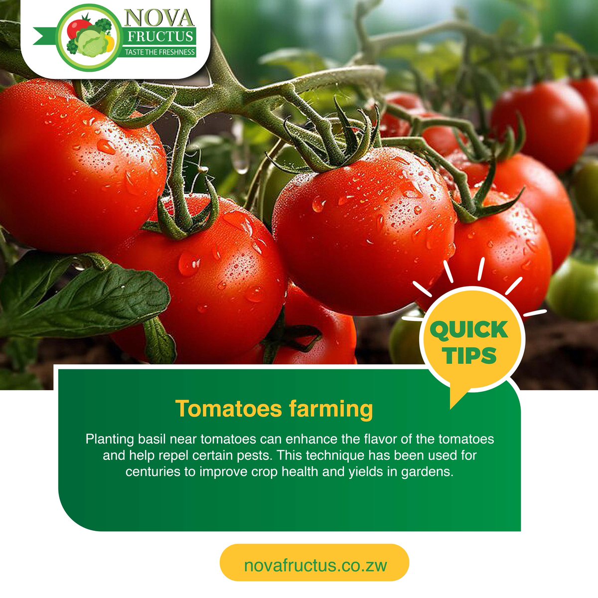 Tomato farming tips 💡
#farmingtips #tomatofarmingtips #novafructusfarming #farmingtips #farminglife #farmingadvice #farmmanagement #agriculture #farming #mwanwevhu #zimfarmers