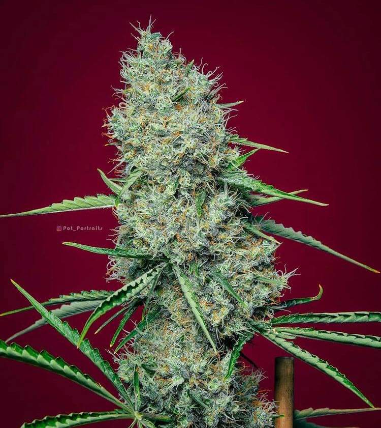 Chunky FFT5 📸 pot_portraits #insidecannabis #smokeweedeveryday #high #cannabis #cannabiscommunity #weed #marijuana #thc #cbd #cannabisculture #weedporn #weedstagram #hightimes #stoner #indica #sativa #hemp #maryjane #ganja #growyourown #smoke #cannabissociety #weedlife