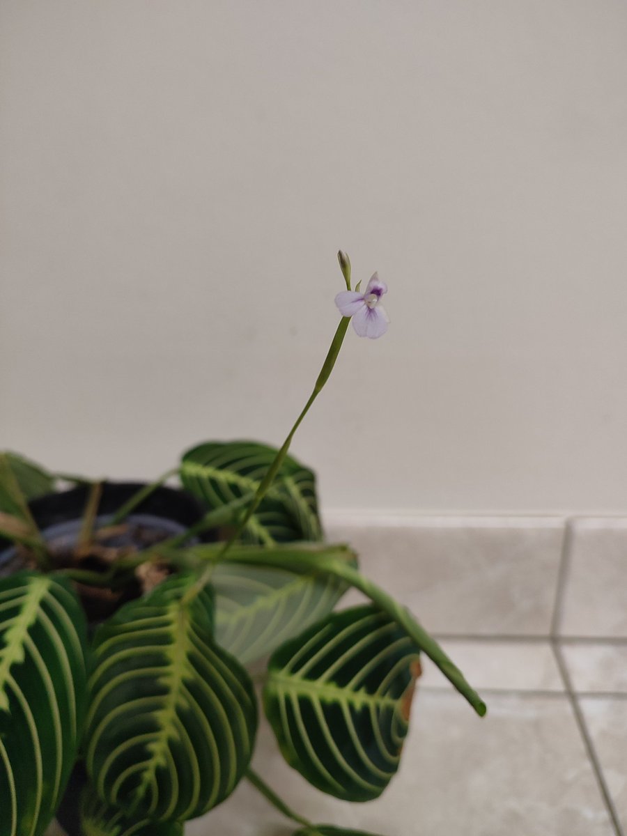 Maranta lemon lime ☺️