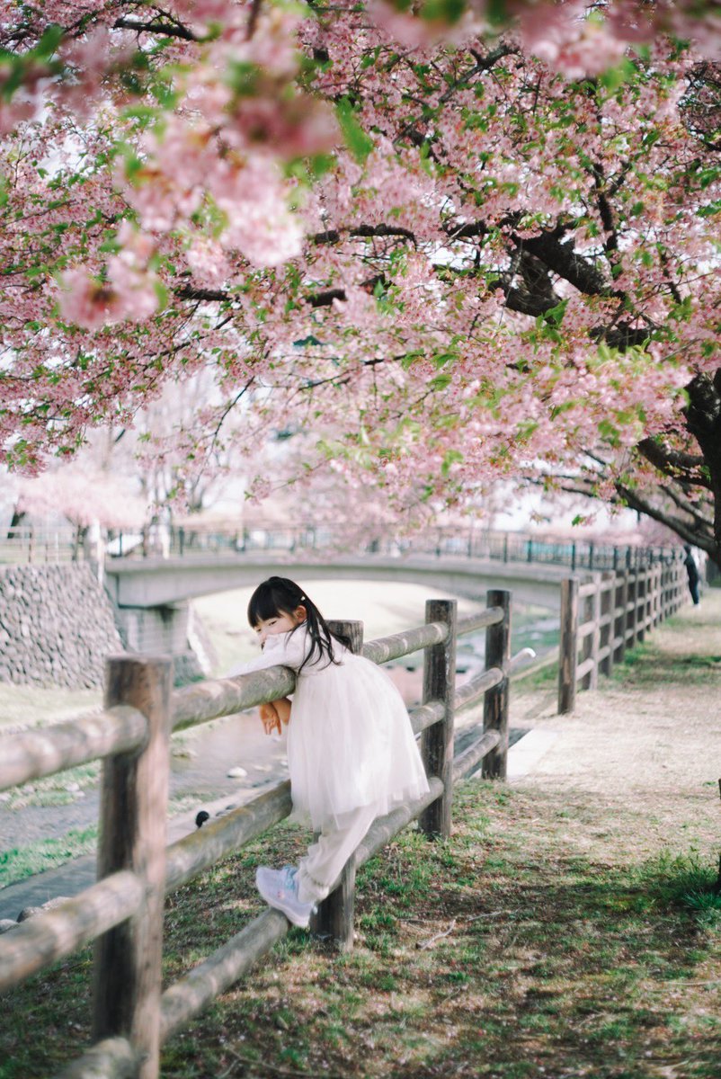 funyannyank000's tweet photo. #さくら 
#ポートレート好きな人と繋がりたい 
#オールドレンズ倶楽部 https://t.co/hvlmLWVaBu