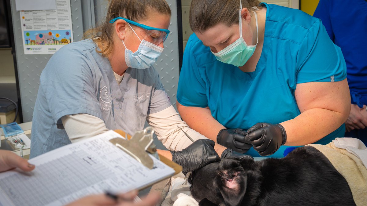 Caring and passionate about animals? Explore our Veterinary Technology program by attending a virtual information session on Thursday, April 11 from 11:00 a.m. - 12:00 p.m. Register at ridgewater.edu/vettech or by calling 320-222-5977.