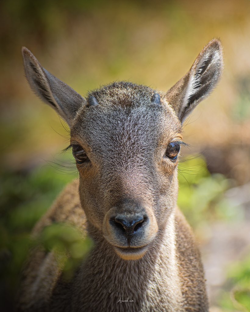 The Kid - Young Nilgiri tahr 🐐
#nilgiritahr #wildlife #eravikulam #wildlifephotography  #CSKvsSRH #TheFamilyStar #GOAT  #FamilyStar