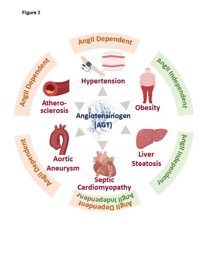 Angiotensinogen as a Therapeutic Target for Cardiovascular and Metabolic Diseases | Arteriosclerosis, Thrombosis, and Vascular Biology ahajournals.org/doi/abs/10.116…