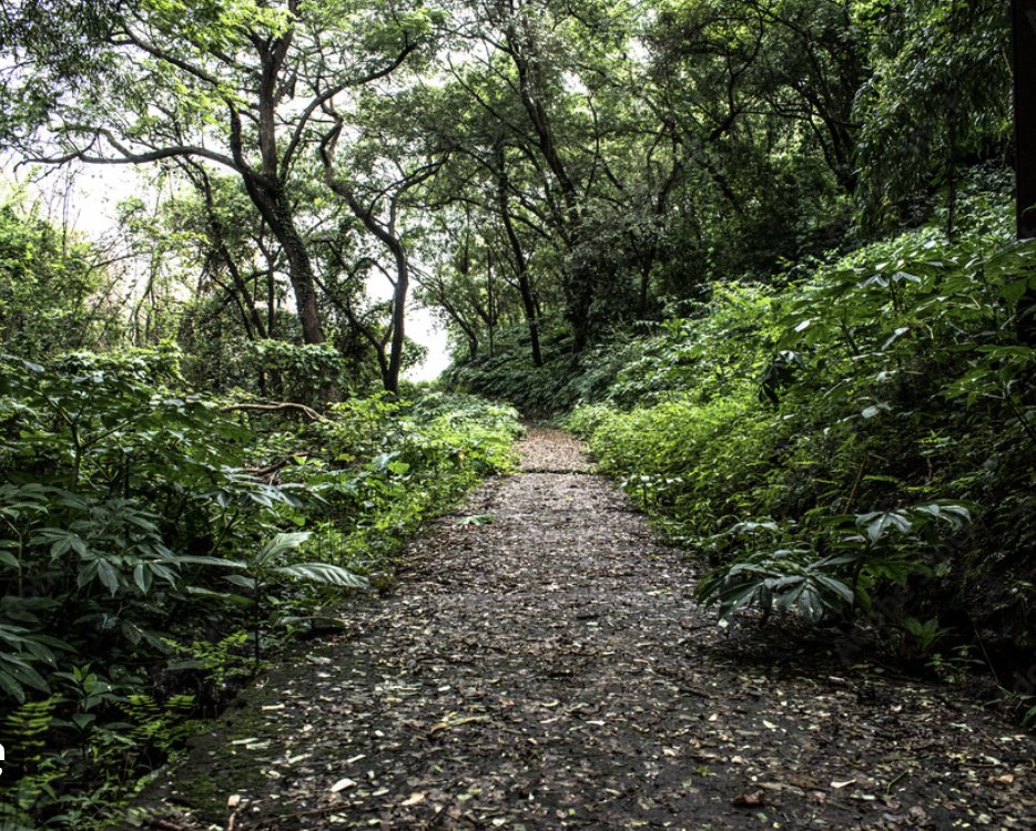 Wishlist for #BreachCandy: Thick green forests with shady and cool walking trails on the #MumbaiCoastalRoad Green cover: Heat Mitigation Permeable surface: Flood protection Can you help us? @mybmcCoastalRd @mybmc @mybmcwardD @AECOMTransport @AECOM @CMOMaharashtra @Dev_Fadnavis