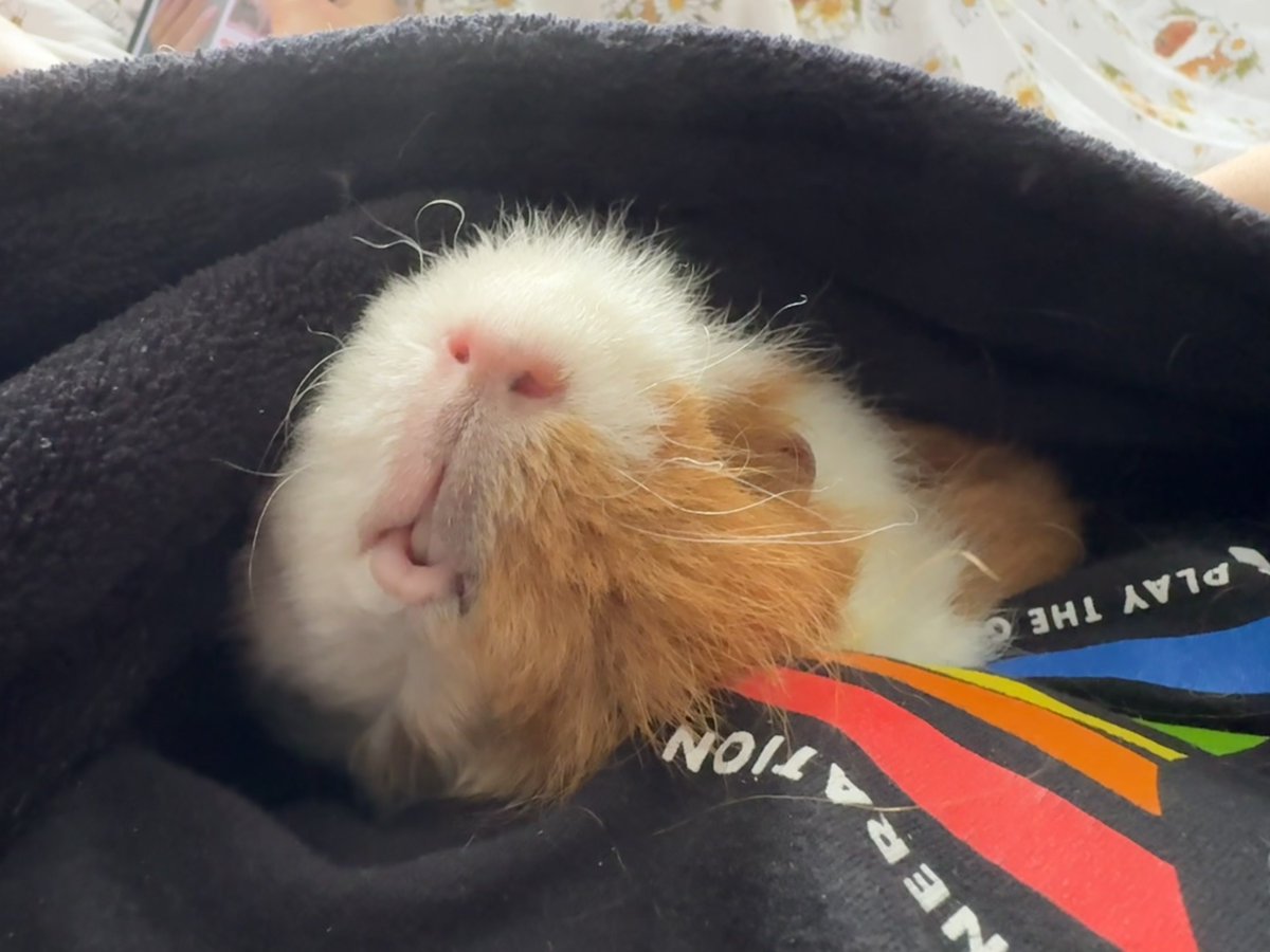 potatku's tweet photo. sleep, live, laugh https://t.co/4QDCp0OCW0
