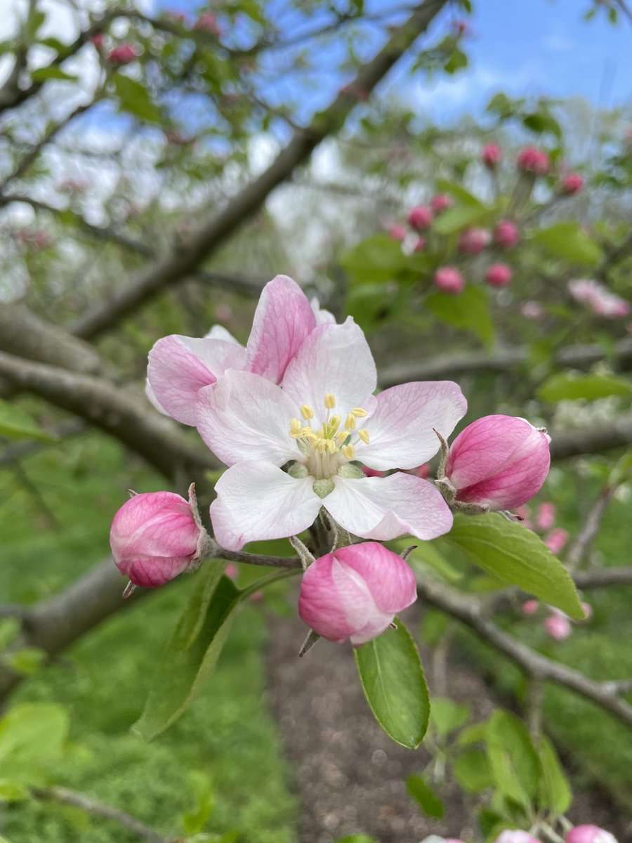 The apple blossom is just starting to pop in the #communityorchard 🥰