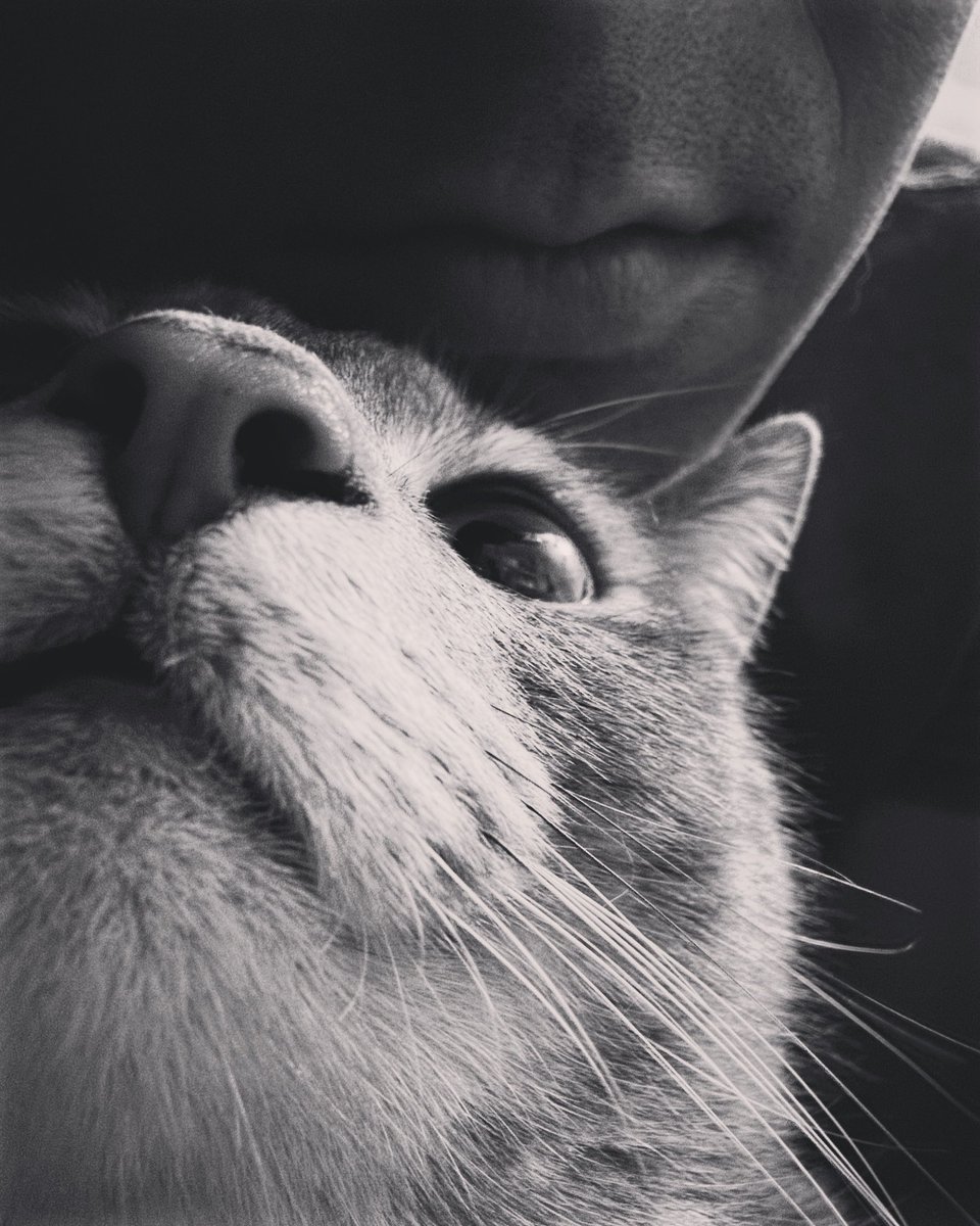 Selfie 

#catscatscats #CatsOfTwitter #catparents
