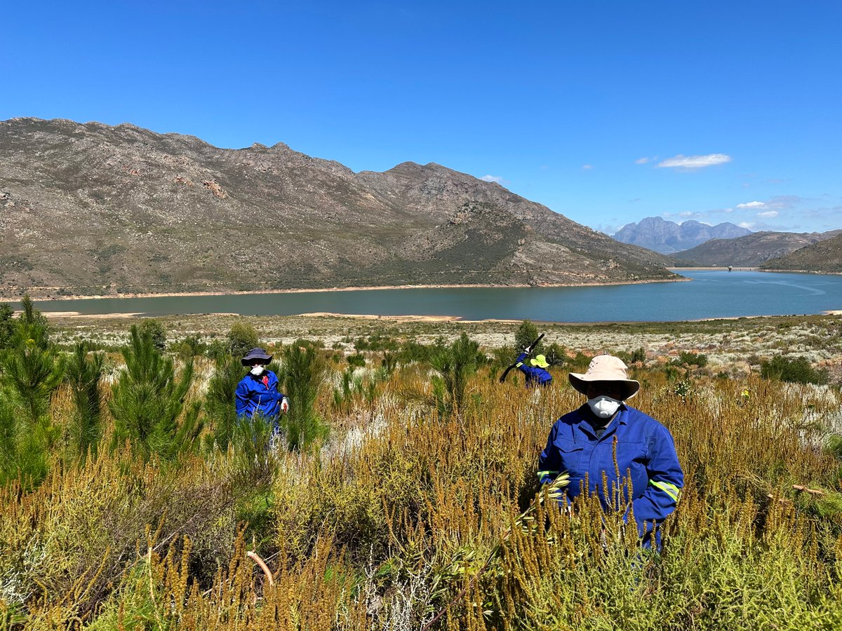 In its 5-year tenure, the Greater Cape Town Water Fund has made significant strides, replenishing 17.1 billion litres of water (47 million litres per day) by clearing 31,591 hectares and 20,193 follow-up hectares within seven priority sub-catchments and the Atlantis Aquifer. 💧