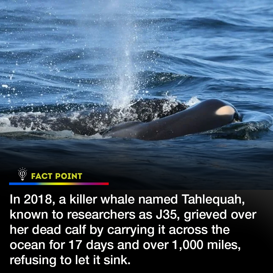 FactPoint's tweet image. A powerful display of maternal love and grief. 🐋💔 #Tahlequah #J35 #OrcaGrief #MotherlyLove