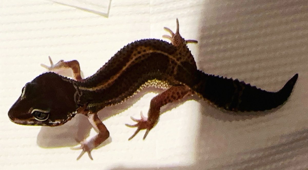 🆕販売中のBNのBグレードの子👶顔がかわいい🩷🉐明日は15時からの営業になりますﾍﾟｺﾘ(⋆ᵕᴗᵕ⋆).+*
また🚲の鍵なくして取り替えた😨本当にもうスペアごと🗝️持ち歩くのやめよう🥹