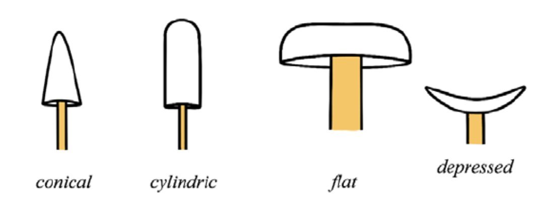 Four body types
