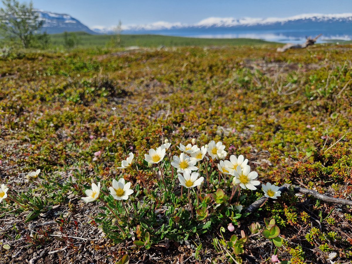 Two field assistant positions at CIRC in Abisko are open for this summer! umu.se/en/work-with-u…