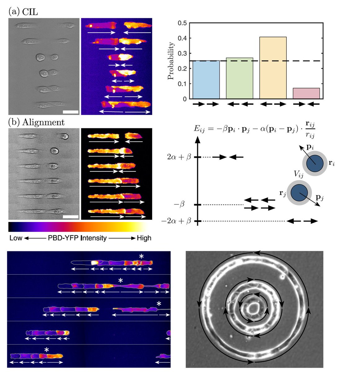 Clustering and ordering in cell assemblies with generic asymmetric aligning interactions, Thibault Bertrand et al @bertrand_thibo @ImperialMaths @ICPhysicsoflife @BLadoux @IJMonod @labexWhoamI @LaboJeanPerrin #SoftMatter #Biophysics #StatisticalPhysics go.aps.org/3xsxcK8