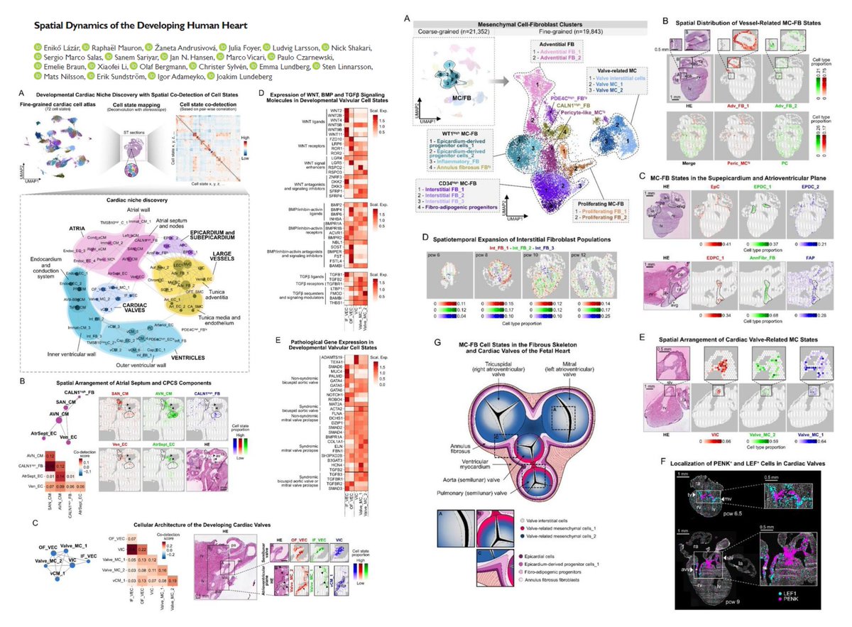A Cellular Dictionary of Developing Human Heart👹 #SpatialTranscritomics #Visium +150-gene #InSituSequencing ~70k spots, 16 hearts 6-12th p.c.w There are Nerve #FibroAdipogenicProgenitor & #Pericyte 😊 'count matrix was filtered for MALAT1, ribosomal, mitochondrial, and…