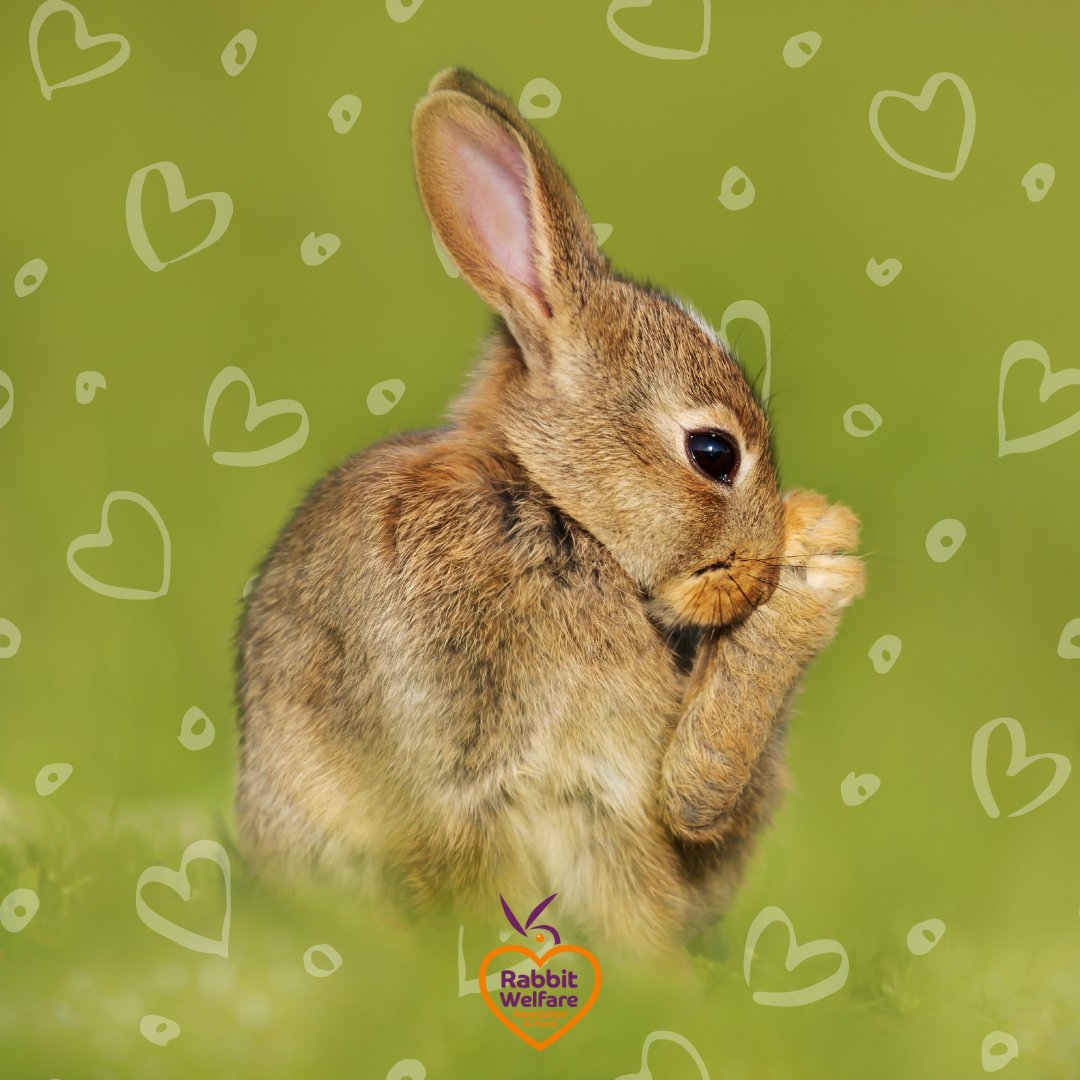 Why is Rabbit Grooming Important for Their Health: Essential Insights