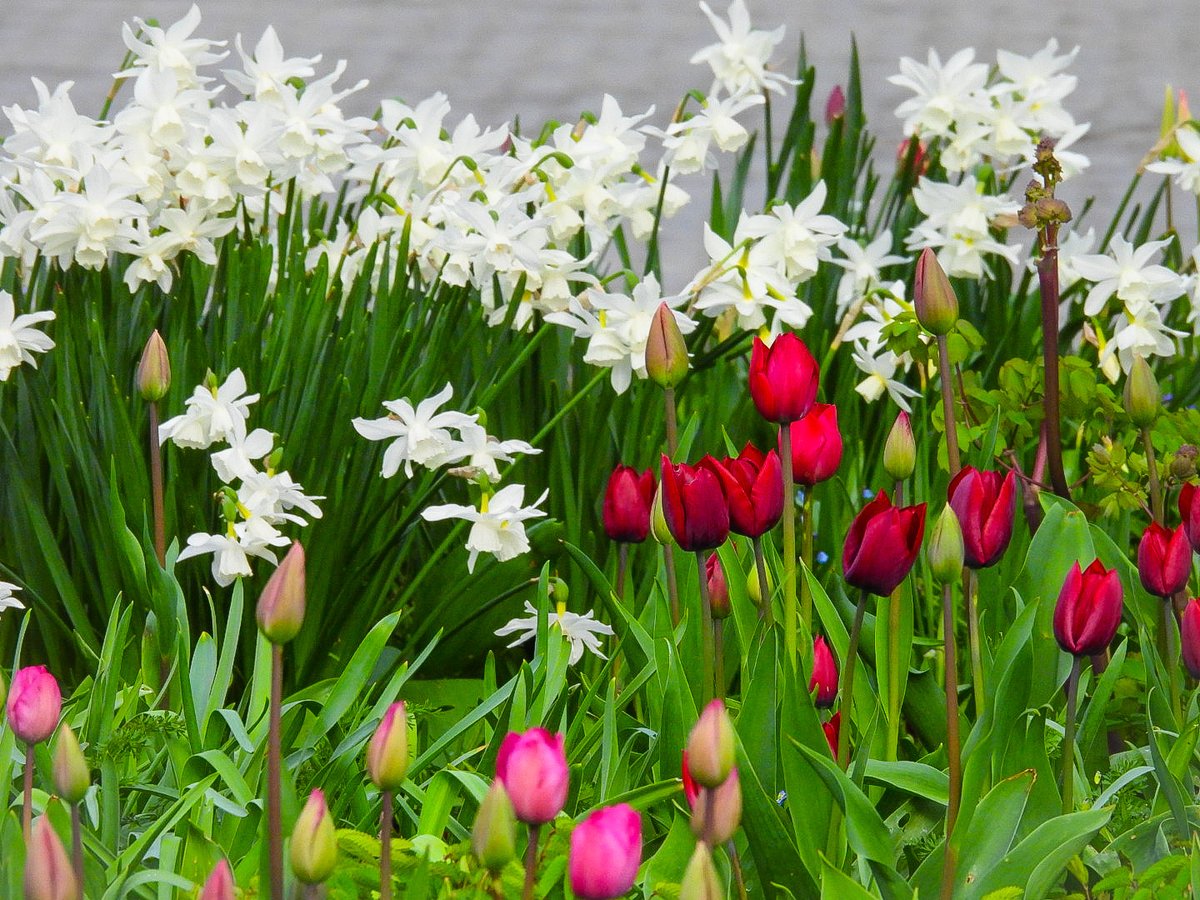 More colourful spring flowers at the hepworth wakefield @kerriegosneyTV @itvweather @Abbiedew @KeeleyDonovan @Hudsonweather @katerinabbc @bbcweather @Expwakefield @HepworthGallery @MyWakefield @WakeyAmbassador @WakeExpress @journoLeanneC @WkfdOfficial #spring @metoffice