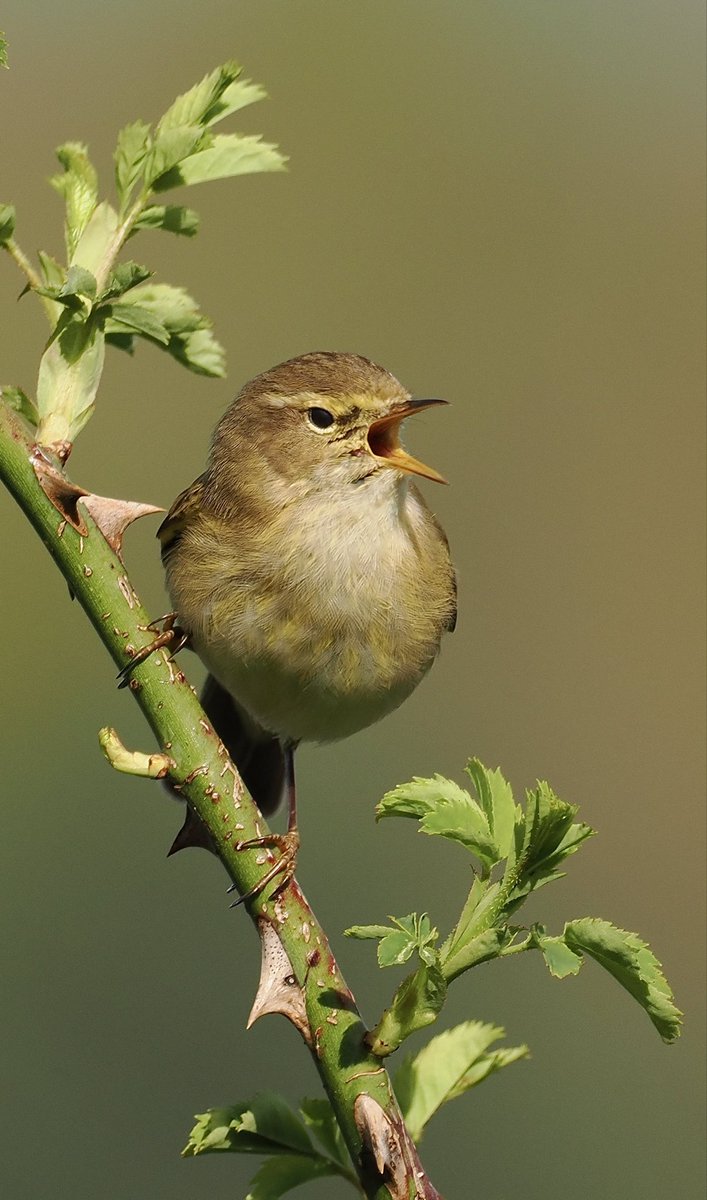 Lots of Chiffchaffs Chiffchaffin’ at Waterford Heath, but no early Whitethroats yet @Hertsbirds @HMWTBadger @OMSYSTEMcameras