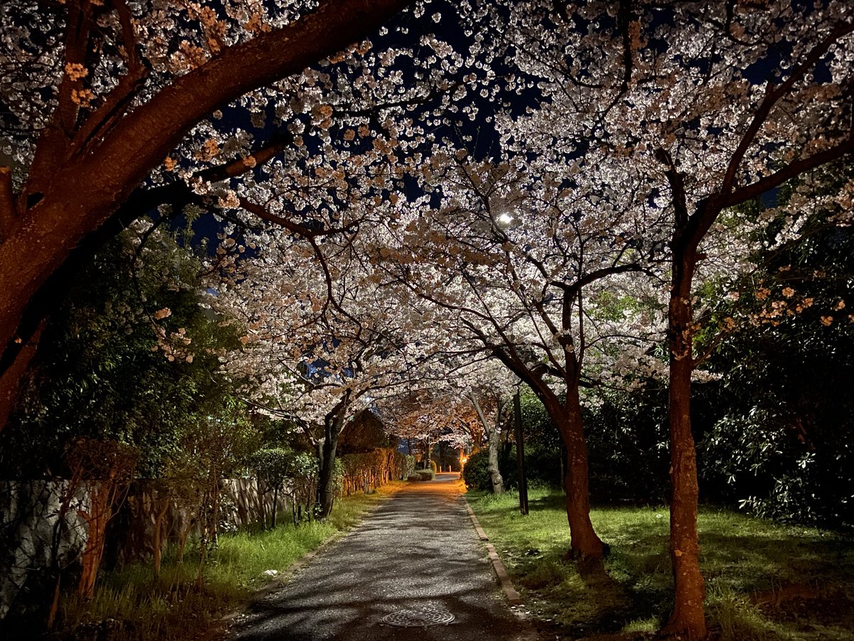 NaoSekig's tweet photo. うちの近所の桜も満開になりました🌸
夜桜が綺麗です https://t.co/ZqMEbH5hwi