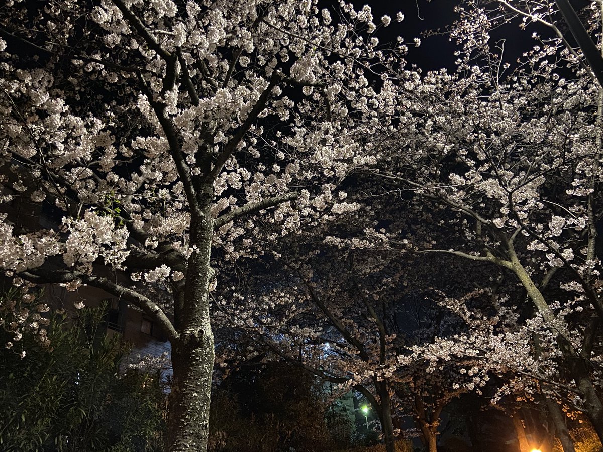 NaoSekig's tweet photo. うちの近所の桜も満開になりました🌸
夜桜が綺麗です https://t.co/ZqMEbH5hwi