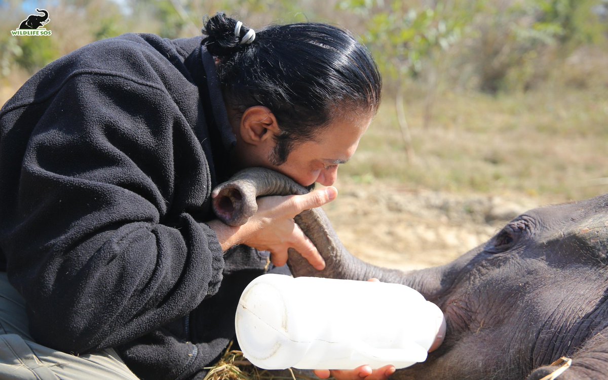 In picture: A heartening sight, when Wildlife SOS co-founder Kartick first met Bani. Her favourite milk bottle in one hand and the other caressing her trunk, Kartick bent down, whispering words of encouragement to her. Slurping milk, Bani too seemed to share a special moment…
