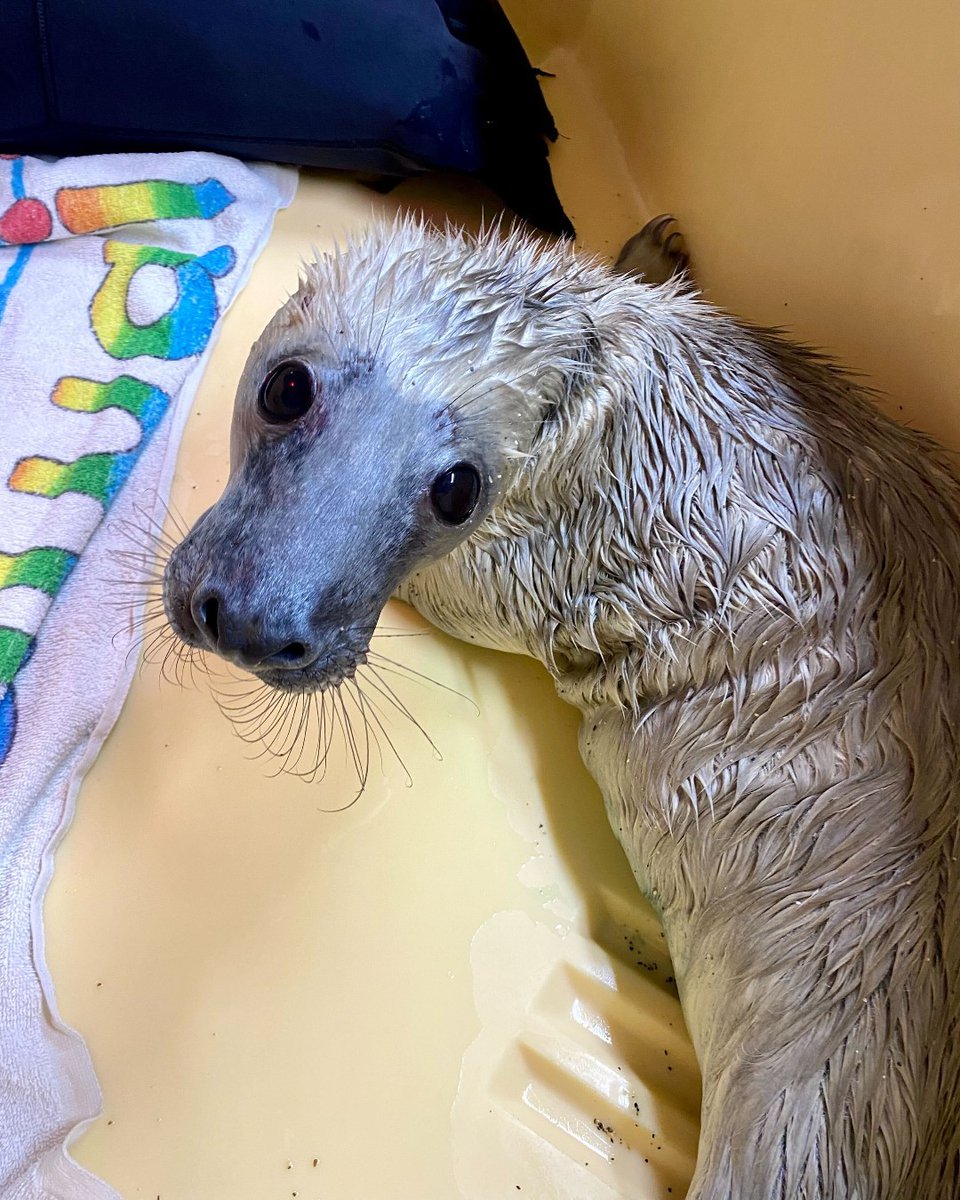 One last look at baby Boderg after bath time before his release with Rusheen later today!😍💙 #marineconservation #sealrelease