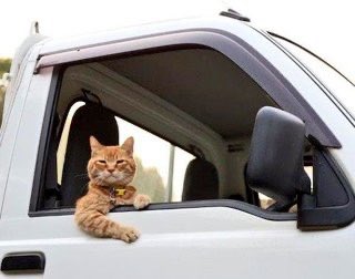 SlenderSherbet's tweet photo. “There’s no time to explain, just get in the van” https://t.co/yUdux2U0MW