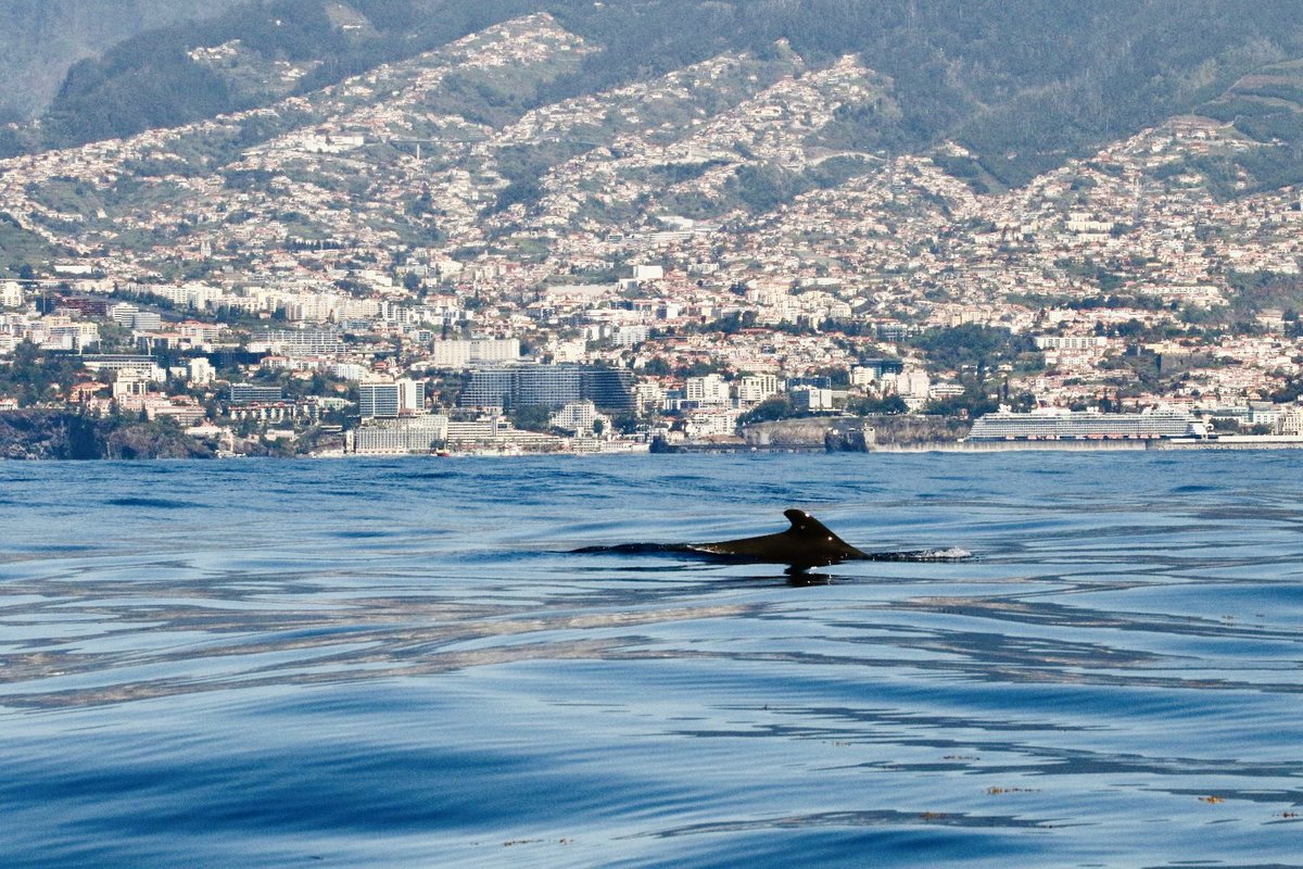 Expanding our global understanding of cetacean behavior and ecology 💙🐋 Our Marine Megafauna & Open Ocean team tagged a short-finned pilot whale (Globicephala macrorhynchus) this week. Watch its journey on the Movebank website! movebank.org/cms/webapp?gwt… @MAREscience @U_Madeira