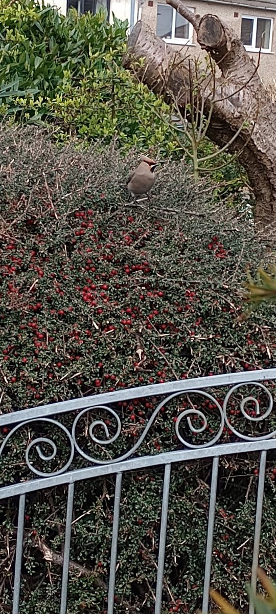 AMCotgreave's tweet photo. Not a patch on your bedroom window photos, but a waxwing in my garden just now has left me speechless with joy! @CarlBovisNature First time seeing one. 🥰 https://t.co/7ghZ1E71Ce