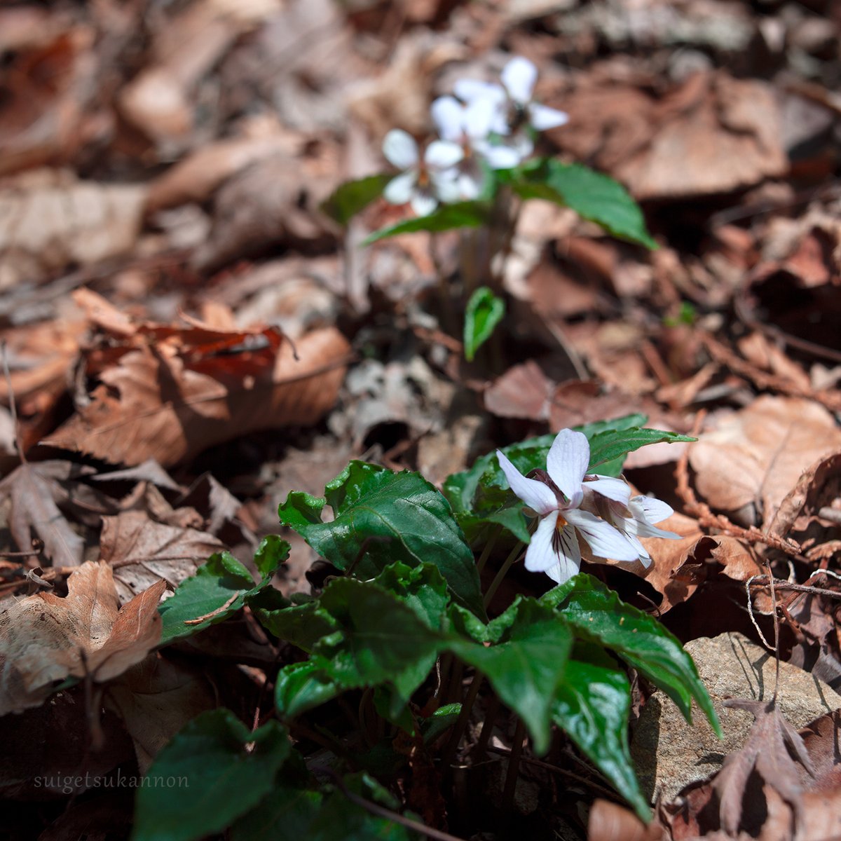 桜も良いけどスミレもね

#Viola grypoceras
#Viola eizanensis
#Viola hondoensis
#Viola bissetii
#HASSELBLAD
#Distagon60/3.5
#PHASEONE