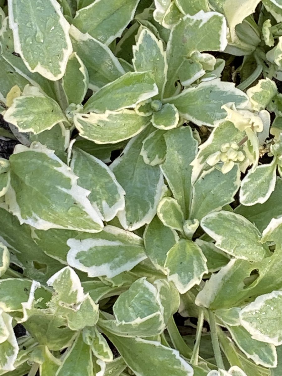 RidsdaleAndrea's tweet photo. Foliage Friday. 💚 #brunnera #cyclamen #Lungwart #saxifrage #Garden ingTwitter https://t.co/I4iHi3NW8O