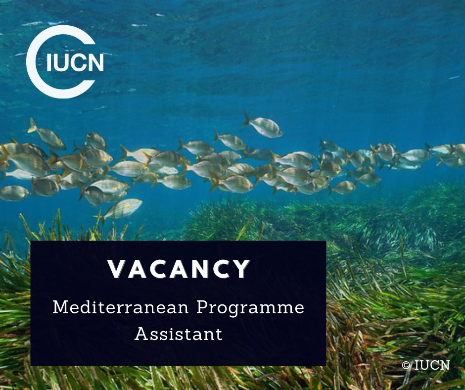 🔔 Job opportunity 🔔 IUCN Med is looking for a Programme Assistant to support the Marine Biodiversity and Blue Economy team with IUCN’s work in the #Mediterranean 📆 21 April 2024 🔗 hrms.iucn.org/vacancy/6813 #applynow #blueeconomy