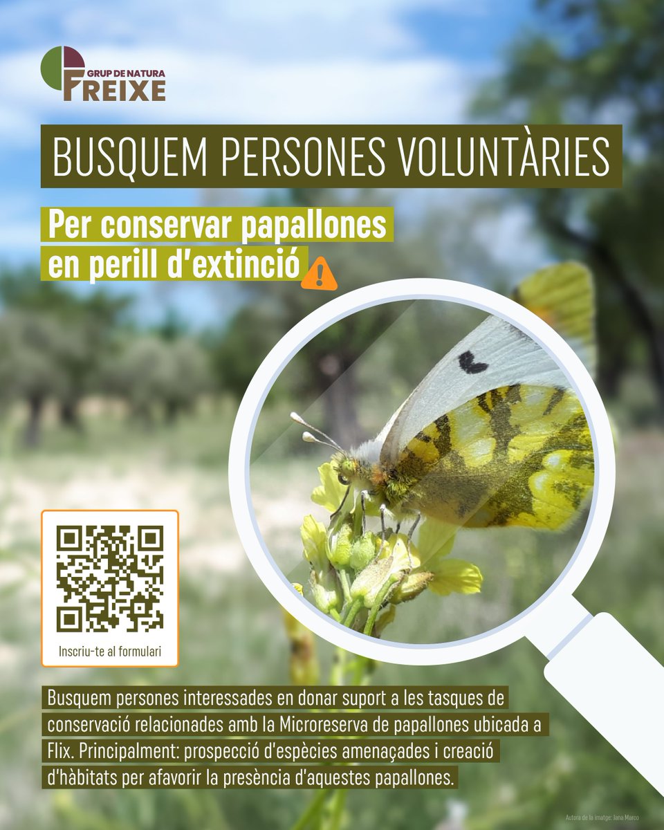 ⚠️ Ajuda'ns a conservar papallones en perill d'extinció! +informació: freixe.cat/agenda/volunta… Apunta't com a voluntari/voluntària: forms.gle/QTSNoMDPiLWLUn…