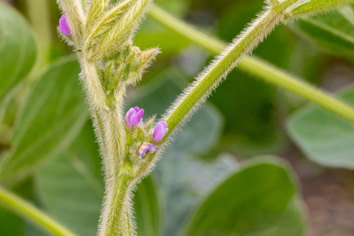 #AgNews📣| We are thrilled to announce a new sustainable farming initiative in Brazil, in partnership with Solidaridad. Discover more about our initiative here: basf.com/global/en/medi… #SustainableAgriculture #ForTheLoveOfFarming