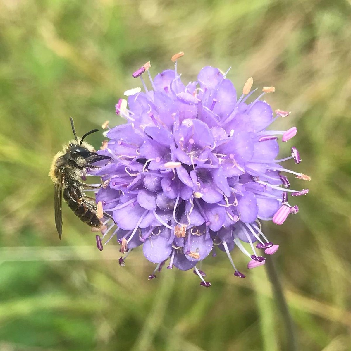 Mirror, mirror on the wall, which is the best bug of them all? The @Guardian are looking for the top UK invertebrate species of the year and YOU can nominate your favourite! Could it be the pine hoverfly? Or small scabious mining bee? Nominate now 👉 bit.ly/GuardianUKInve…