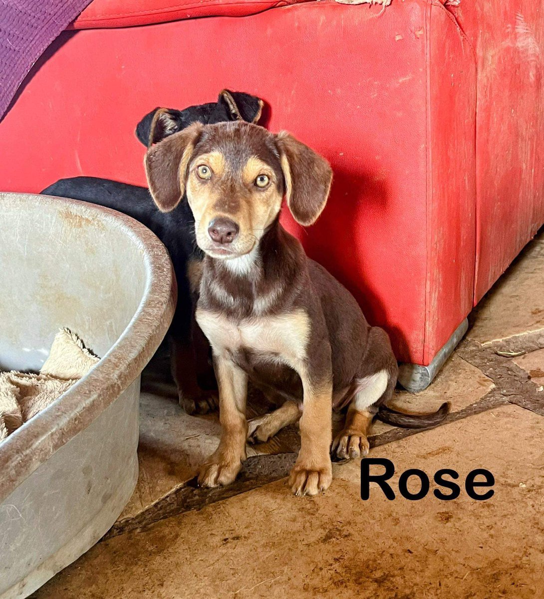 @Merlinhaven Little beauty Chance! Love her 🐾🐾💖✨👏 and her sister Rose.
Looking for their forever homes. Is it you?  
Best of luck to you both! 

#FridayMotivation #AdoptDontShop #rescuepups