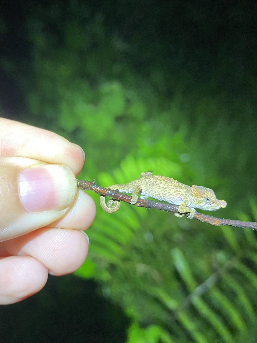 Baby chameleon, so lil’! (Calumma nasutum)