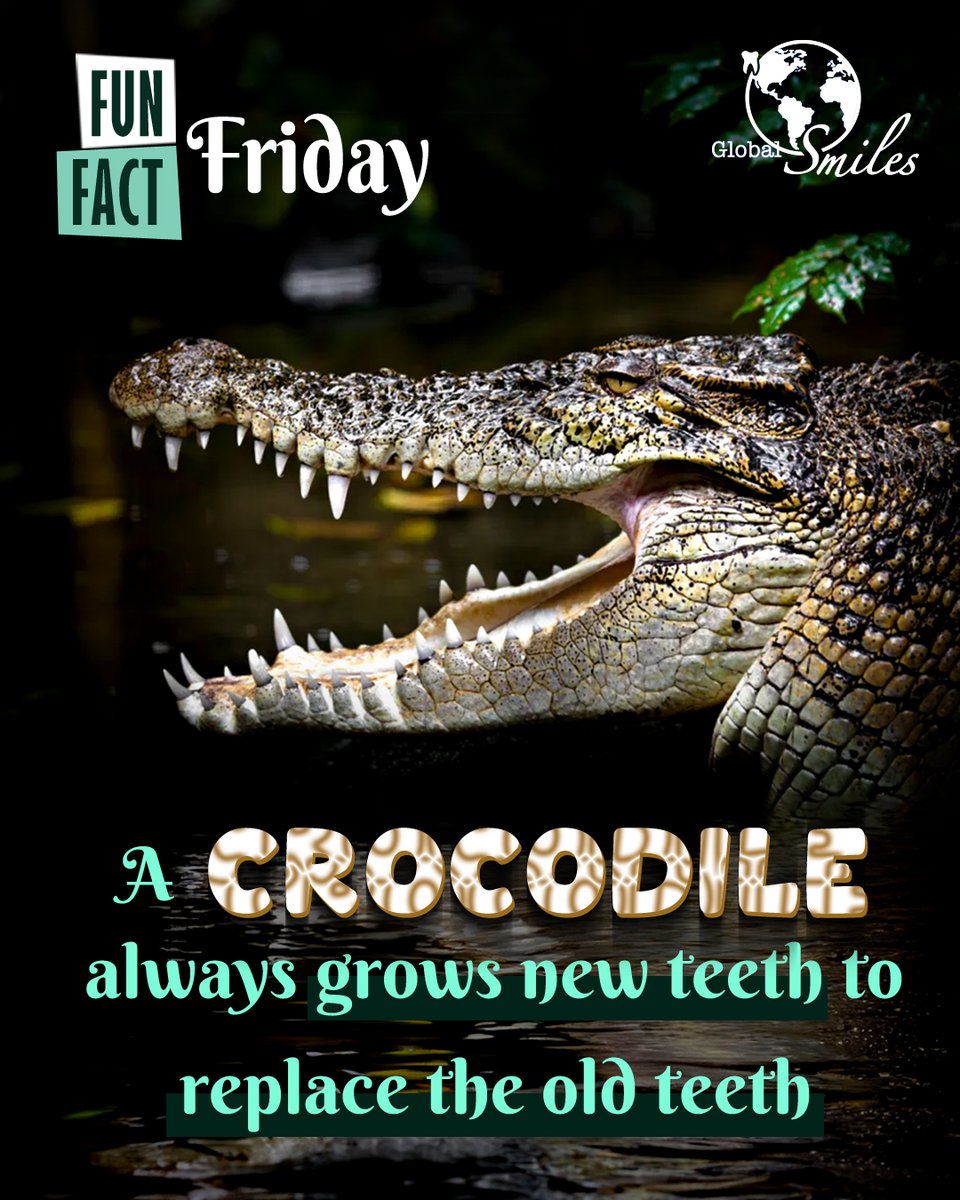 global__smiles's tweet image. Fun Fact Friday 🤓

#funfactfriday #funfacts #funfactory #crocodileteeth