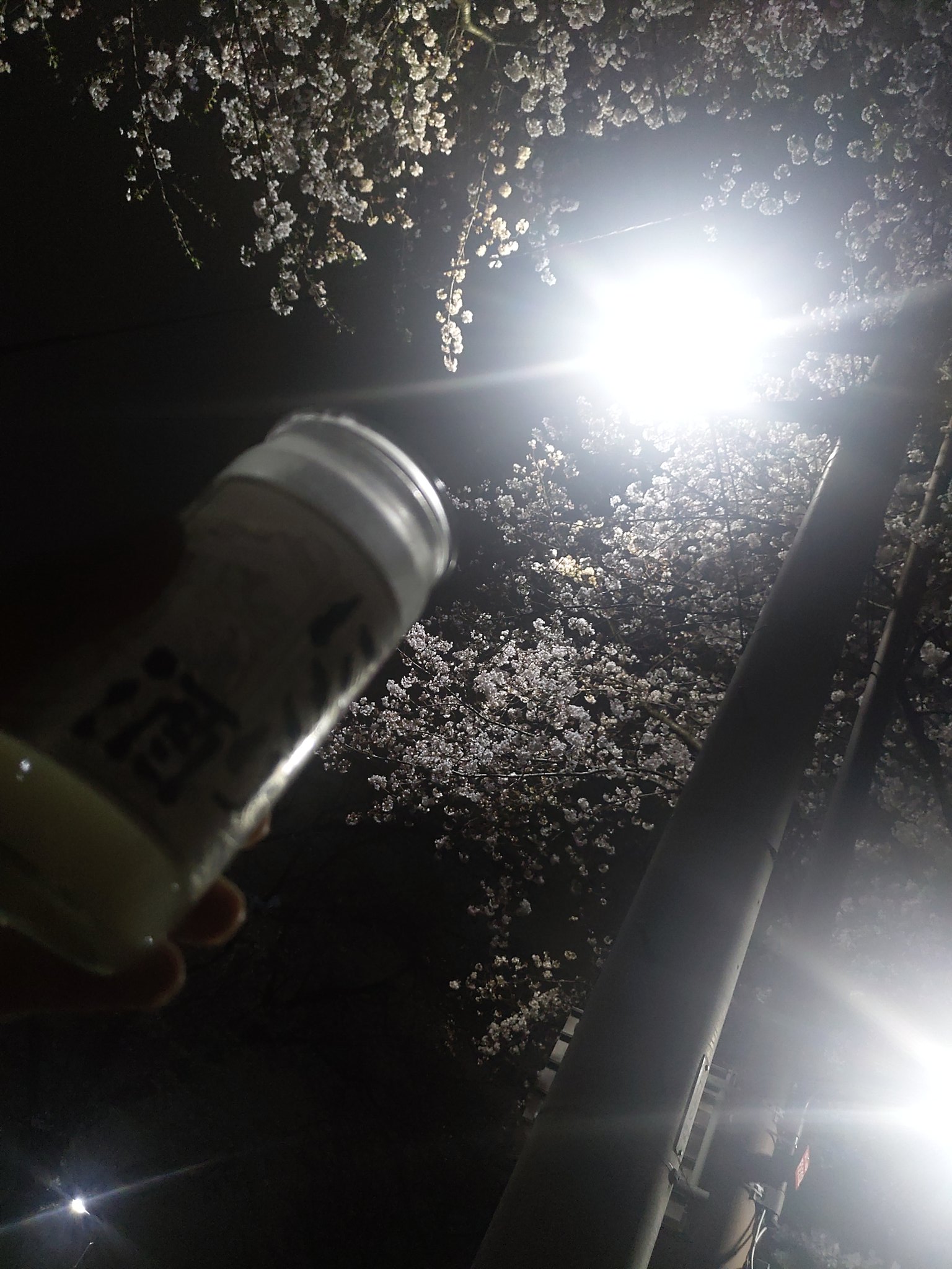 曇れども 月の依り灯と 月見酒 
瓶に濁りて 舞ふは花片