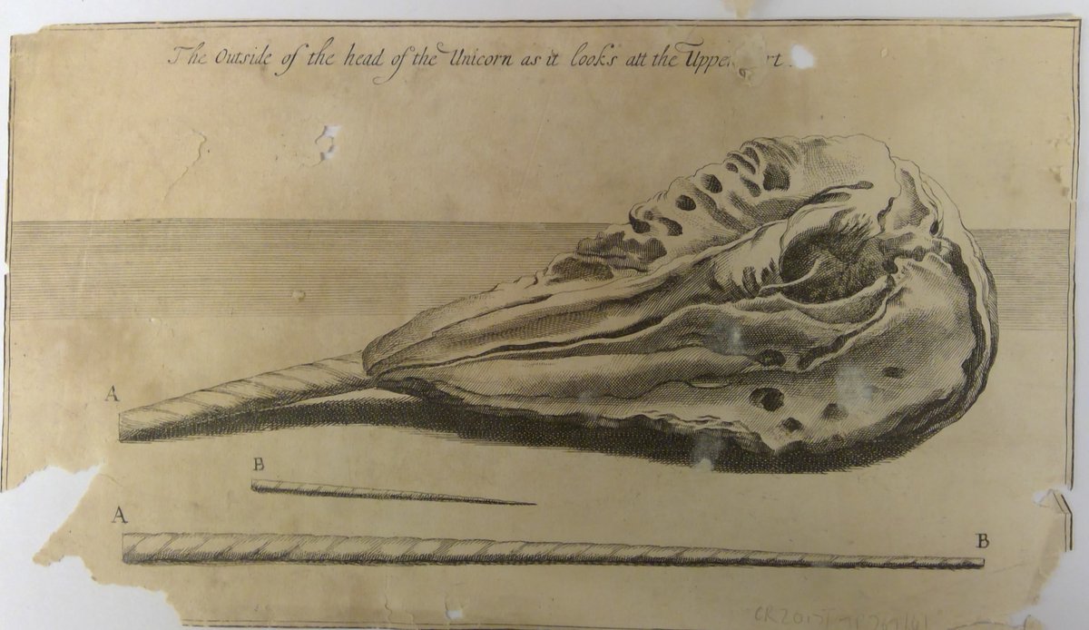 It's #UnicornDay & we've been saving this image of a 'unicorn skull' for this very day! It comes from an #ArichiveCollection of engravings possibly used by naturalist Thomas Pennant in connection with his publications. 📸 WCRO, CR2017/TP769/41 #ExploreYourArchive #Archive30
