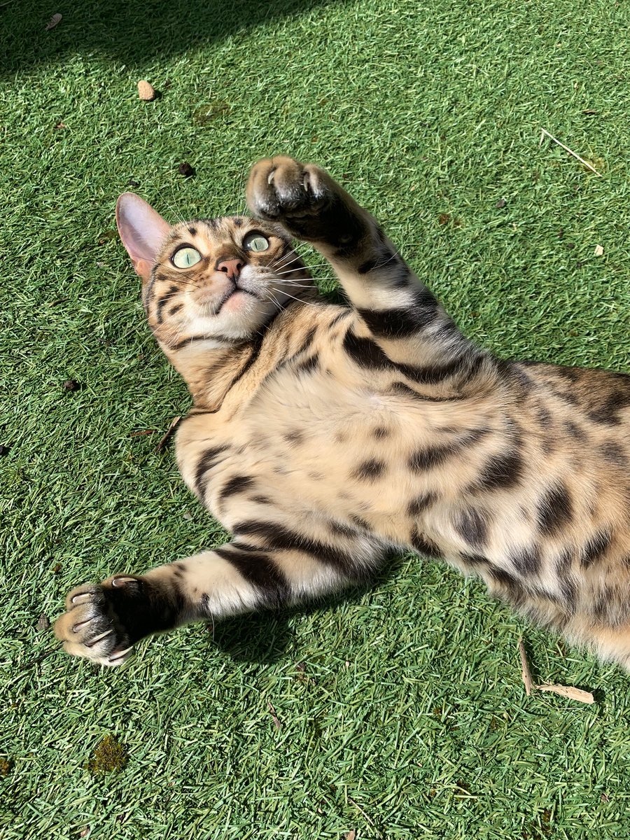 Happy #jellybellyfriday ❤️ #teambengal