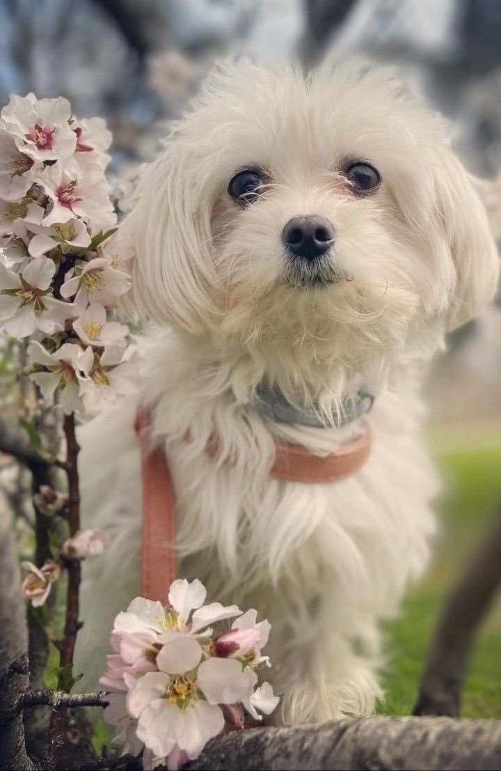 Spring nature and puffin dog  🍃🌸 Happy day