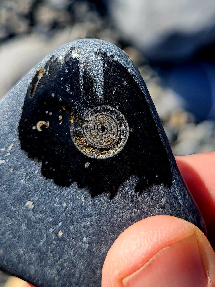 300 million year old Goniatite fossil showing perfectly on the surface of this sea polished pebble.
County Clare, Ireland.