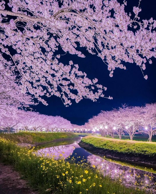 Spring in Japan 🇯🇵