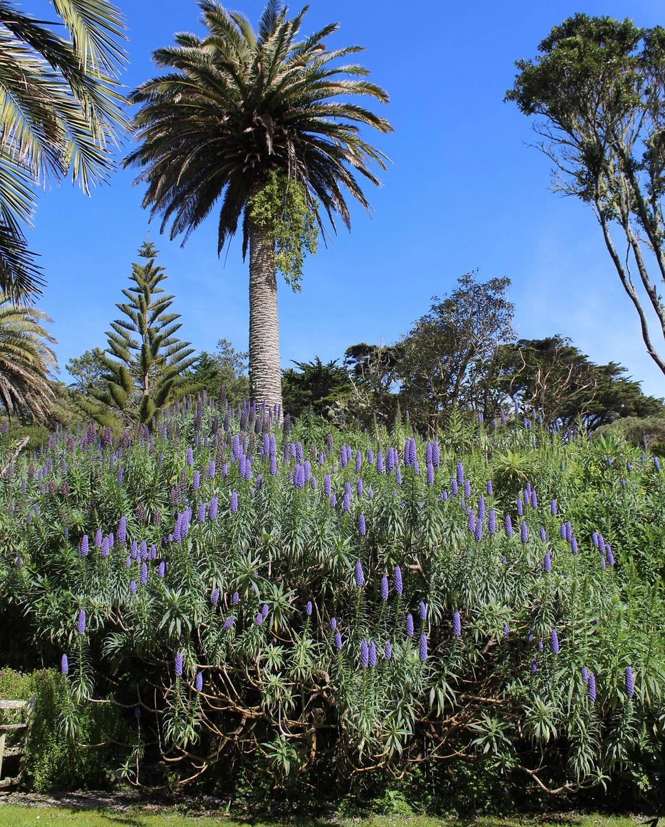 Echium Webbii, native to La Palma, has been flowering in southwest England at 50N for several weeks now. This photo was posted a few days ago. The towering Phoenix Canariensis also provides life to a host plant! 👀 @FenixCanarias @PedroLuisGarca8 @Insurrecto76 @BiodiverSiTal