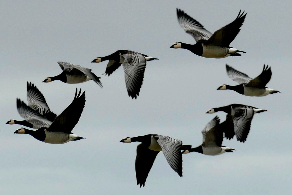 Flying with the geese 💚 #RSPBBalranald