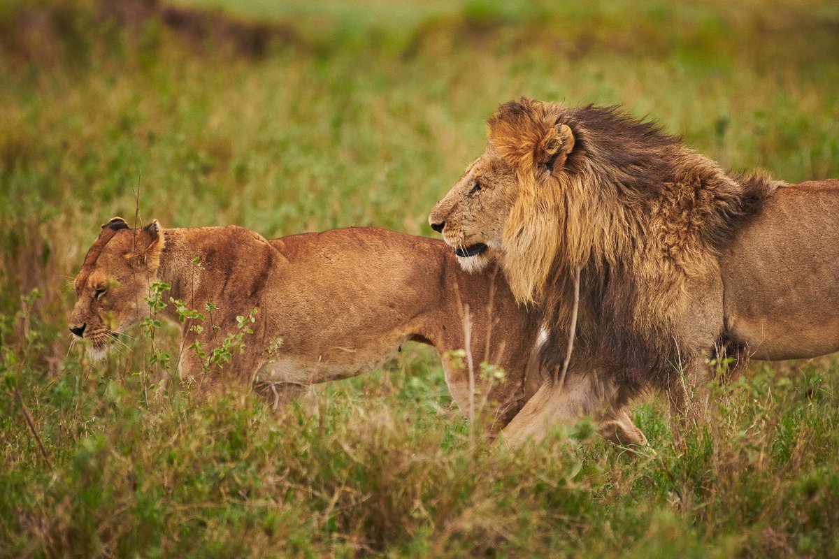 Makoma Boy with his queen | Serengeti | Tanzania
.
.
#makomaboy #lions #serengeti #tanzania #tanzaniawildlife #serengetinationalpark #earthlovers #bownaankamal #discoveringtanzania #bbcwildlifemagazine #amazingwildlife #projtectlions #endangeredspecies #junglevibes #hipaae