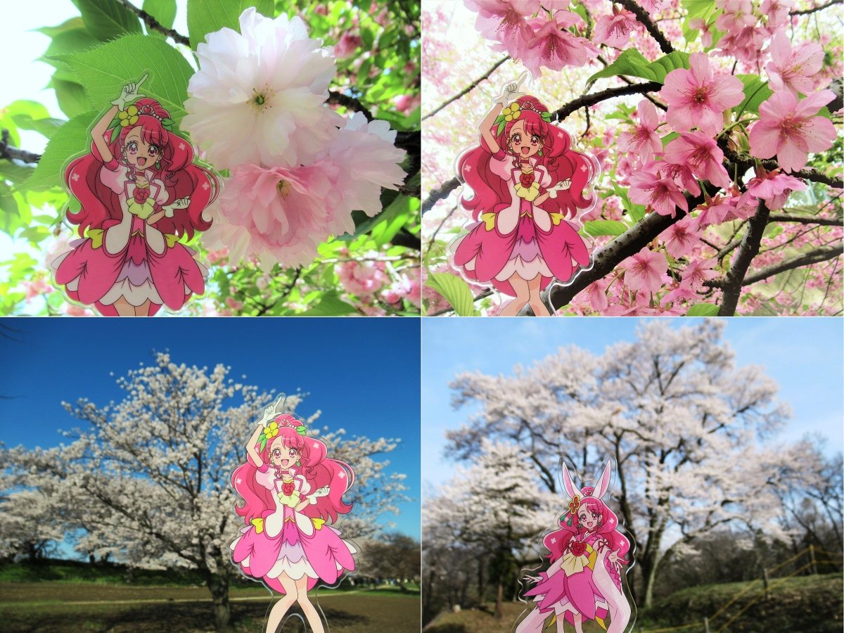 ～春爛漫～
キュアグレース×桜

八重桜　　河津桜
染井吉野　彼岸桜
#ヒープリ