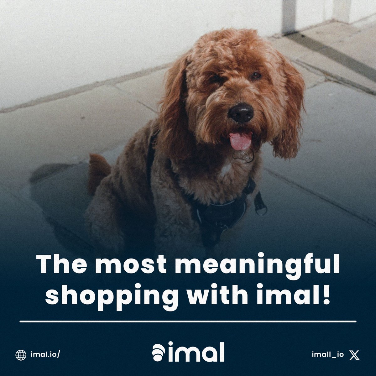 purr-fect shopping experience with imal. #imal #makeadifference #compassion