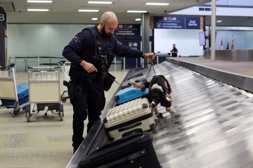 How the Canada Border Services Agency’s sniffer dogs strive to outwit drug smugglers theglobeandmail.com/politics/artic…