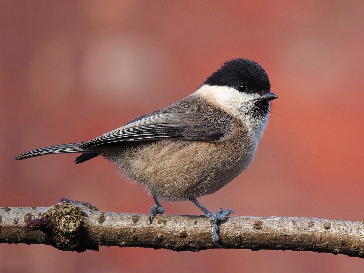 In BB this month: The rapid extinction of Willow Tits in a post-industrial landscape Geoff Carr, Jeff Lunn and Sophie Pinder @GeoffCarrEco ➡️bit.ly/3VG1YZY 📷Francis C. Franklin Willow Tit, Greater Manchester, February 2014.